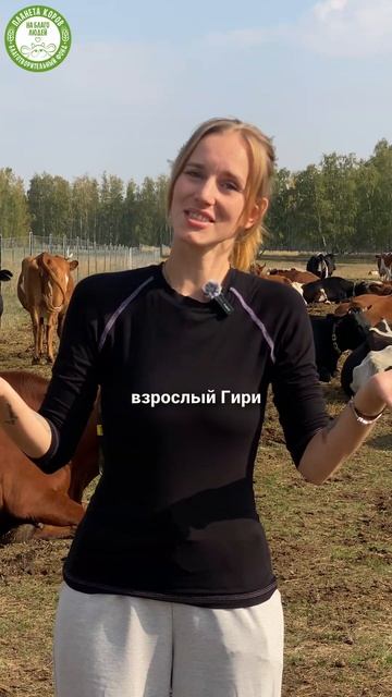 Знакомьтесь, бычок Гири Чандрик на Планете Коров