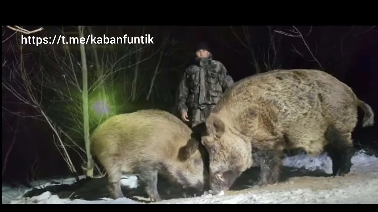 Всё о жизни Фунтика теперь в телеграмм. Ссылка в описании.