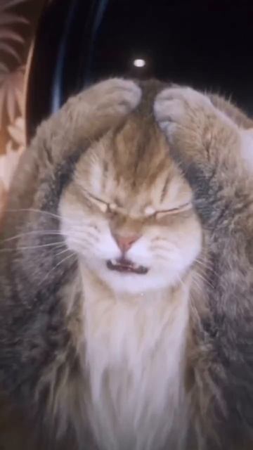 моя кошка