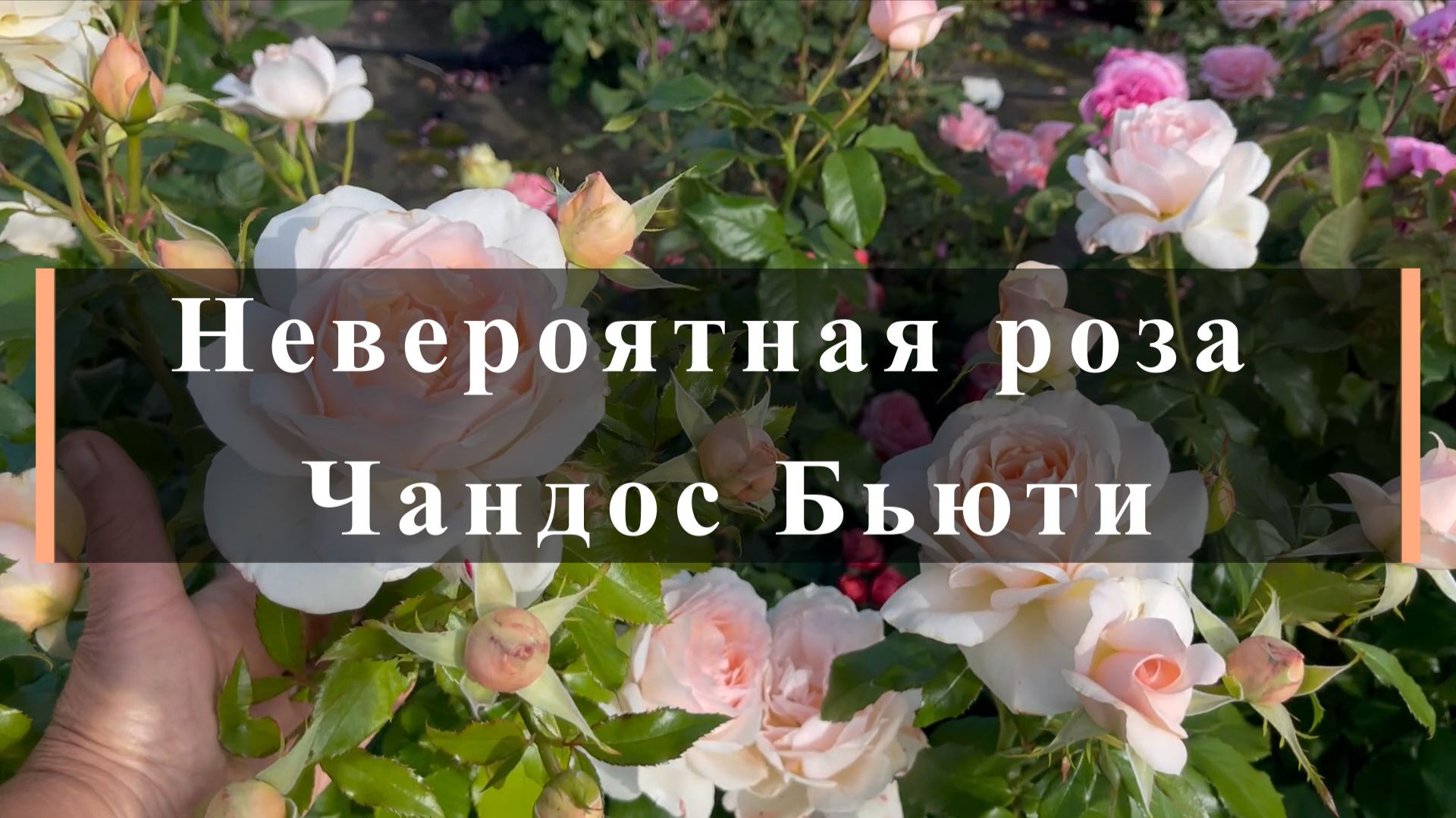 Невероятная роза Чандос Бьюти