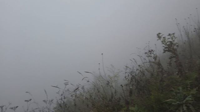 За  ёжиком