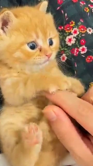 Котики