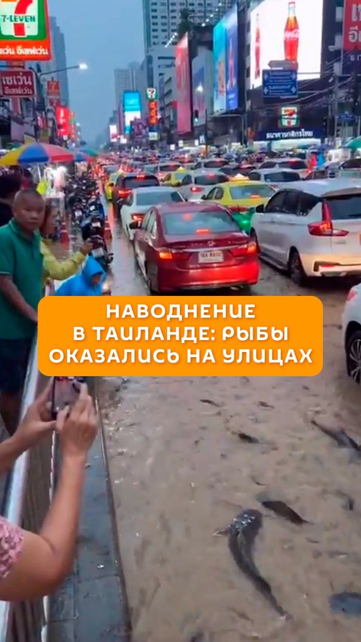 Наводнение в Таиланде: рыбы оказались на улицах