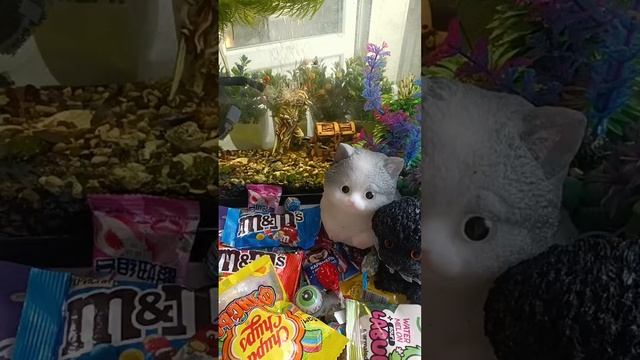 Chocolate ASMR Live! Wonderful Giant Fish ASMR With Lots Of Chocolate