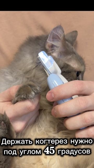 Инструкция по стрижке когтей у животных. PetFriend