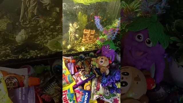 ASMR Chocolate Live Fish In An Aquarium And Chocolate ASMR