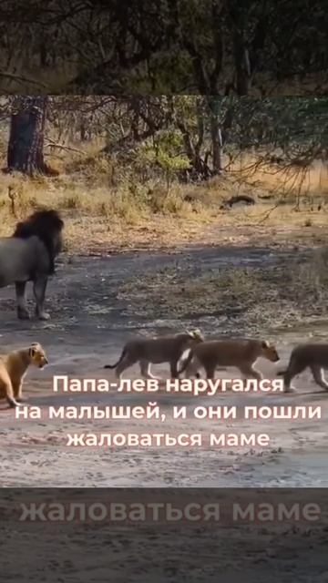 Кому-то сейчас прилетит)Подписываемся 😉