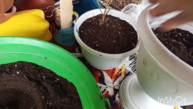 Убрала остатки цветов на улице.Подготовка к зиме.