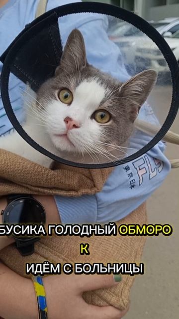 Голодный обморок 🥴🐱💉🩸#ветклиника #коты