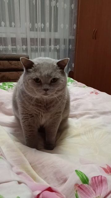 Вилли.