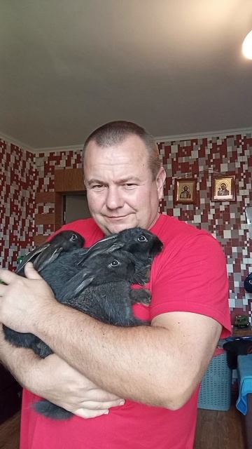 кролики