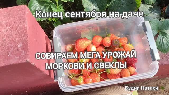 Что растет в конце сентября без ухода на даче! Мега урожай😅 🥕 На борщь хватит