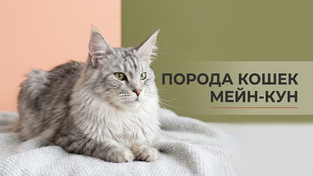 Мейн-кун. Крупнейшая домашняя порода с кисточками на ушах