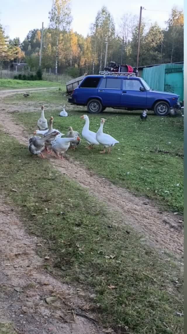 Поборола страх 😄, гуси