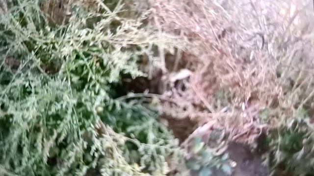 ПОДПИСКУ И ЛАЙК. ИЩЕМ НА УЖИН ЧТО НИБУДЬ, ЧТОБ ПОРАДОВАТЬ ЛЮБИМУЮ.