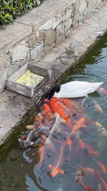 утка кормит рыб ?
