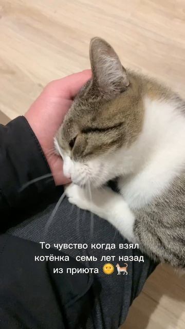 Как быстро летит время 😁 #кошки #домашниеживотные #уют
