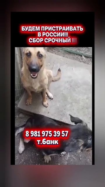 📢❤️Эмма , может поехать
В Россию!!!

🌍📢У нас замечательная новость, но нужна ваша поддержка!