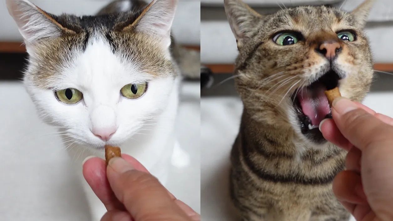 Мири осторожничает с первым угощением, а Хана не медлит 🐾
