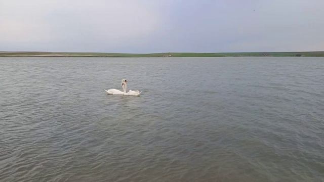 Two Swans 🦢 Are Circling Together On The Lake / Два лебедя 🦢 вместе кружатся на озере #swans #swan