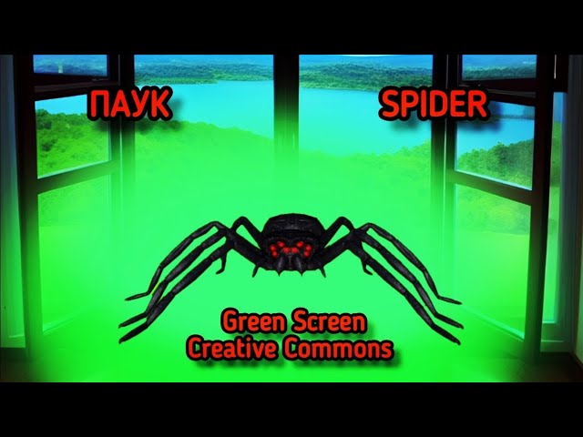 ПАУК ФУТАЖ АНИМАЦИЯ на зелёном фоне хромакей. SPIDER Green Screen, Chromakey.