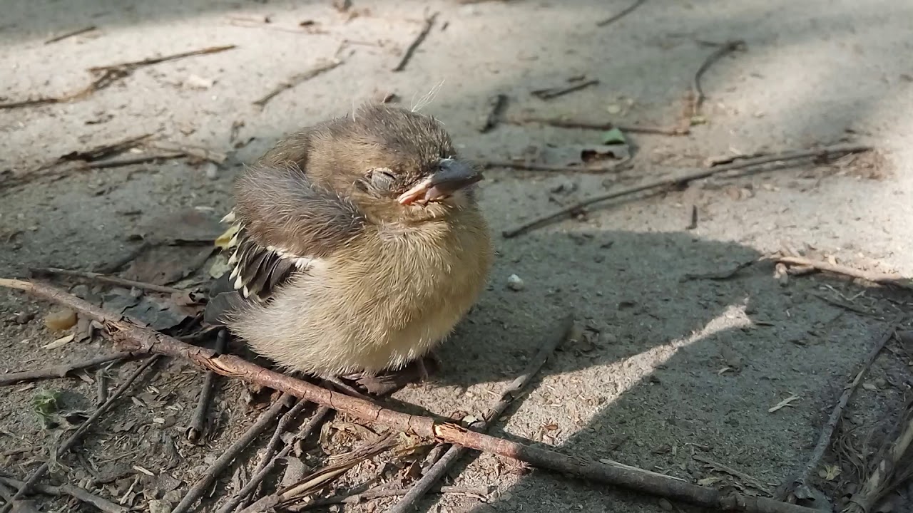 Пение птенчика. Young chick singing