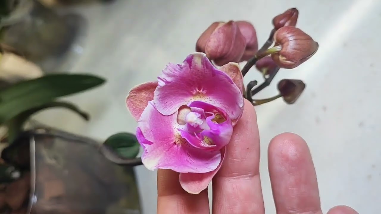 Цветение продолжается.6 лет ждала🤪. Странные роспуски и цветоносы.