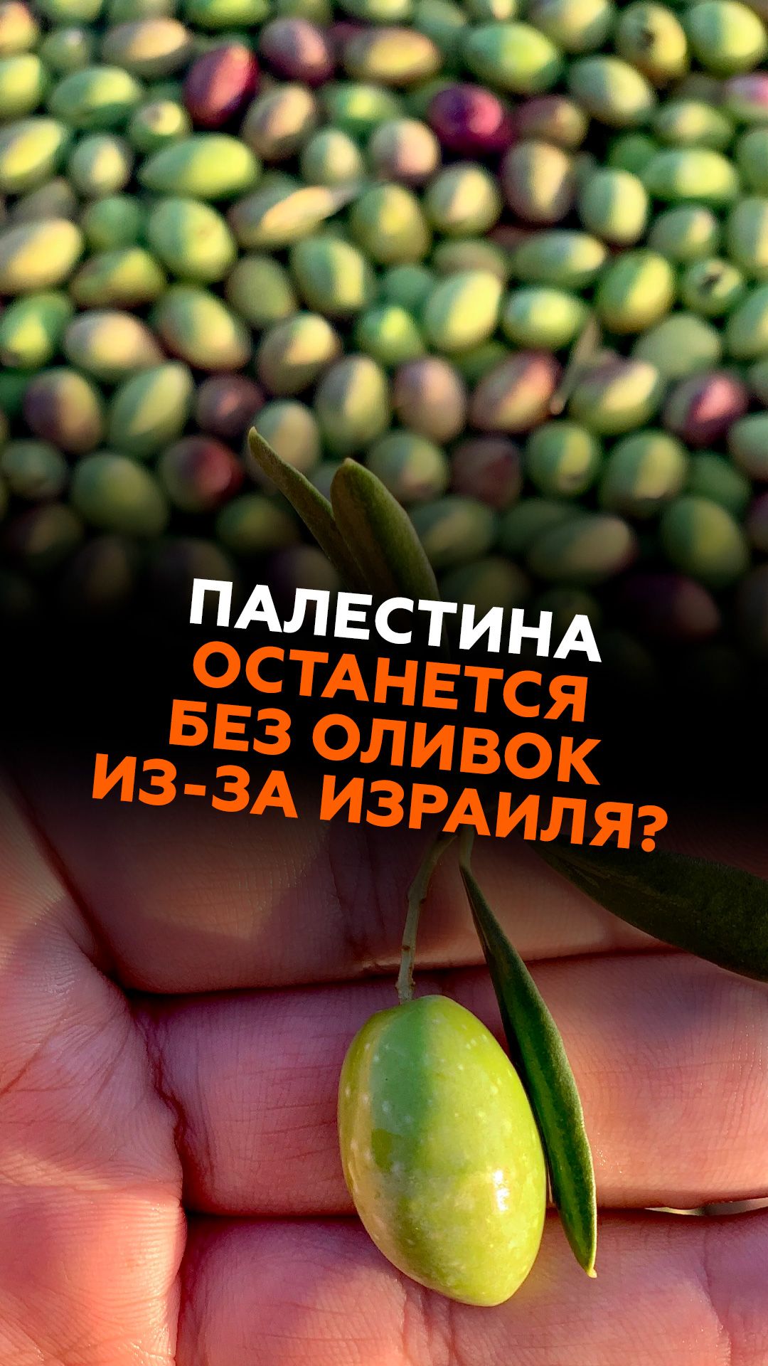 Палестина останется без оливок из-за Израиля? #палестина #израиль #новости #урожай