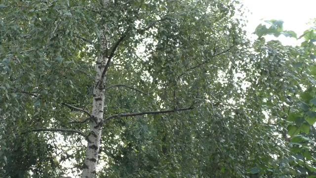СМЕРШ. БЫВШИЙ МЕДВЕЖАТНИК НАШЁЛ ТАЙНИК ЗА ПЯТЬ МИНУТ… ЕГО ИСКАЛИ ПОЛГОДА.