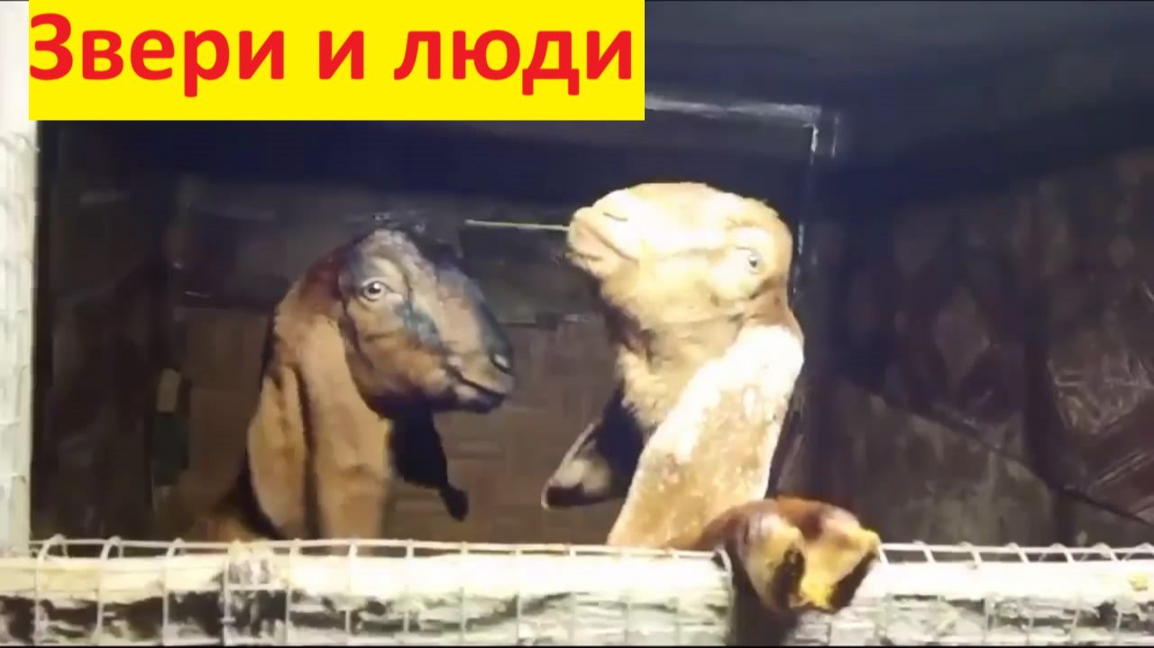 козы