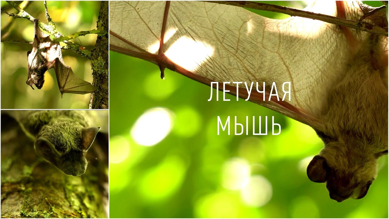 ЛЕТУЧАЯ МЫШЬ (flittermouse) днем и ночью. Со ссылкой на бесплатное скачивание видеоисходников