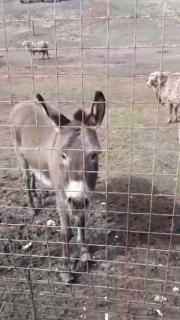 Грустный ослик громко плачет.😟 The Sad Donkey Is Crying Loudly. #animals