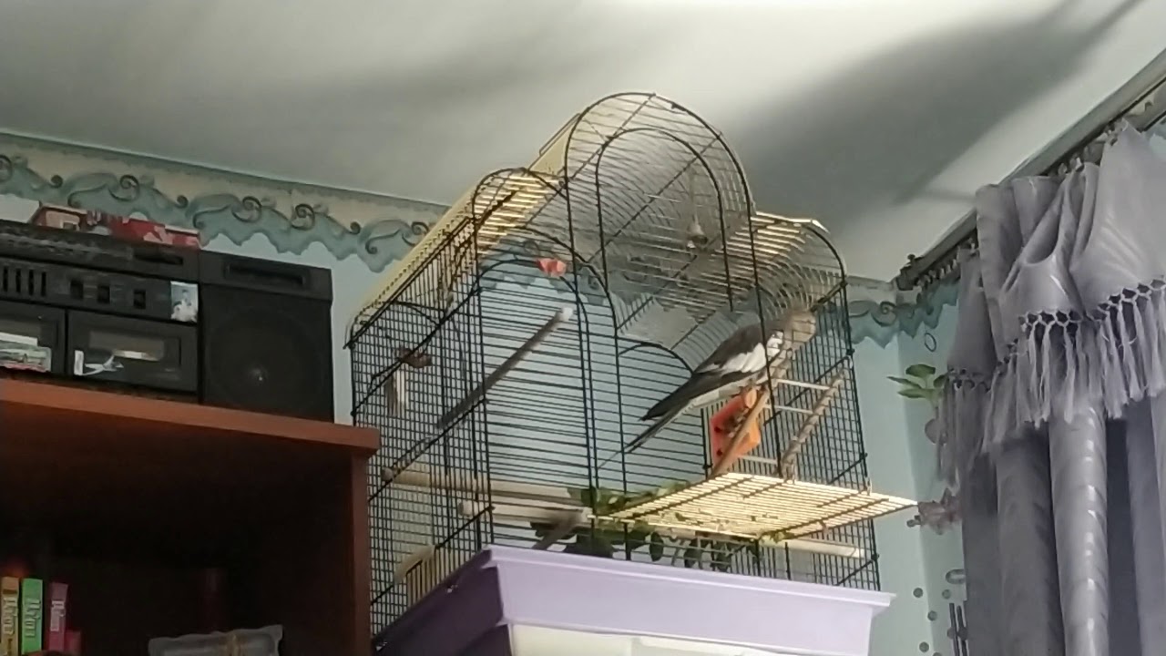 Приятно поговорить с умной птицей с самой собой 
