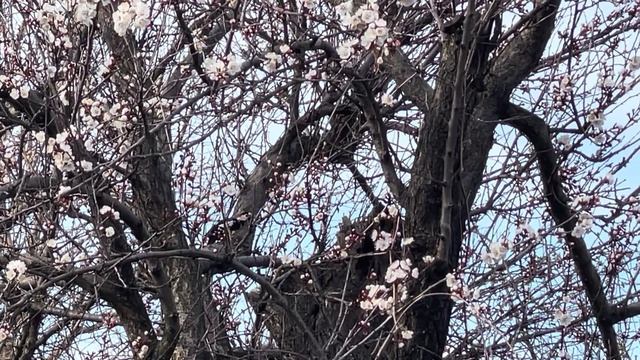 Дятел Woodpecker Birds Nature от Kolibri .