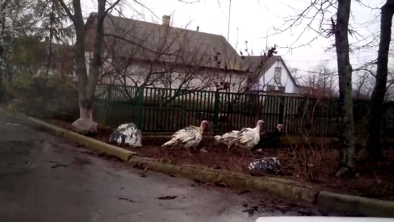 Индюки националисты