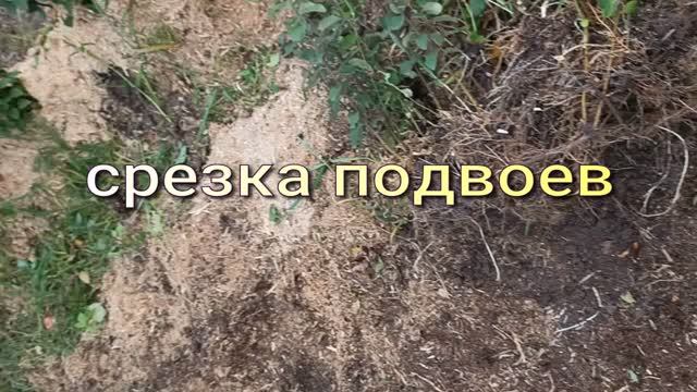 заготовка подвоев для зимней прививки