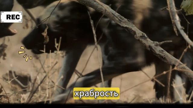 КУНЬИ: Пушистые и Опасные | Документалка о самых безбашенных хищниках
