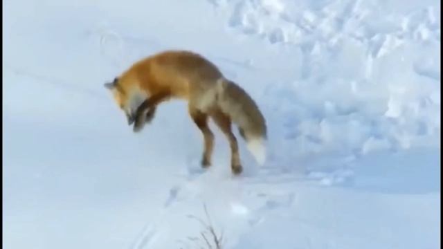 Лиса на охоте. The Fox Is Hunting.