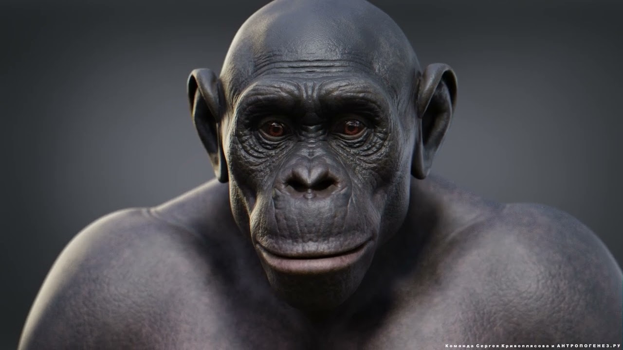 Animated 3d-model Of A Pan Troglodytes. A Little Piece From My New Project About Human Evolution.