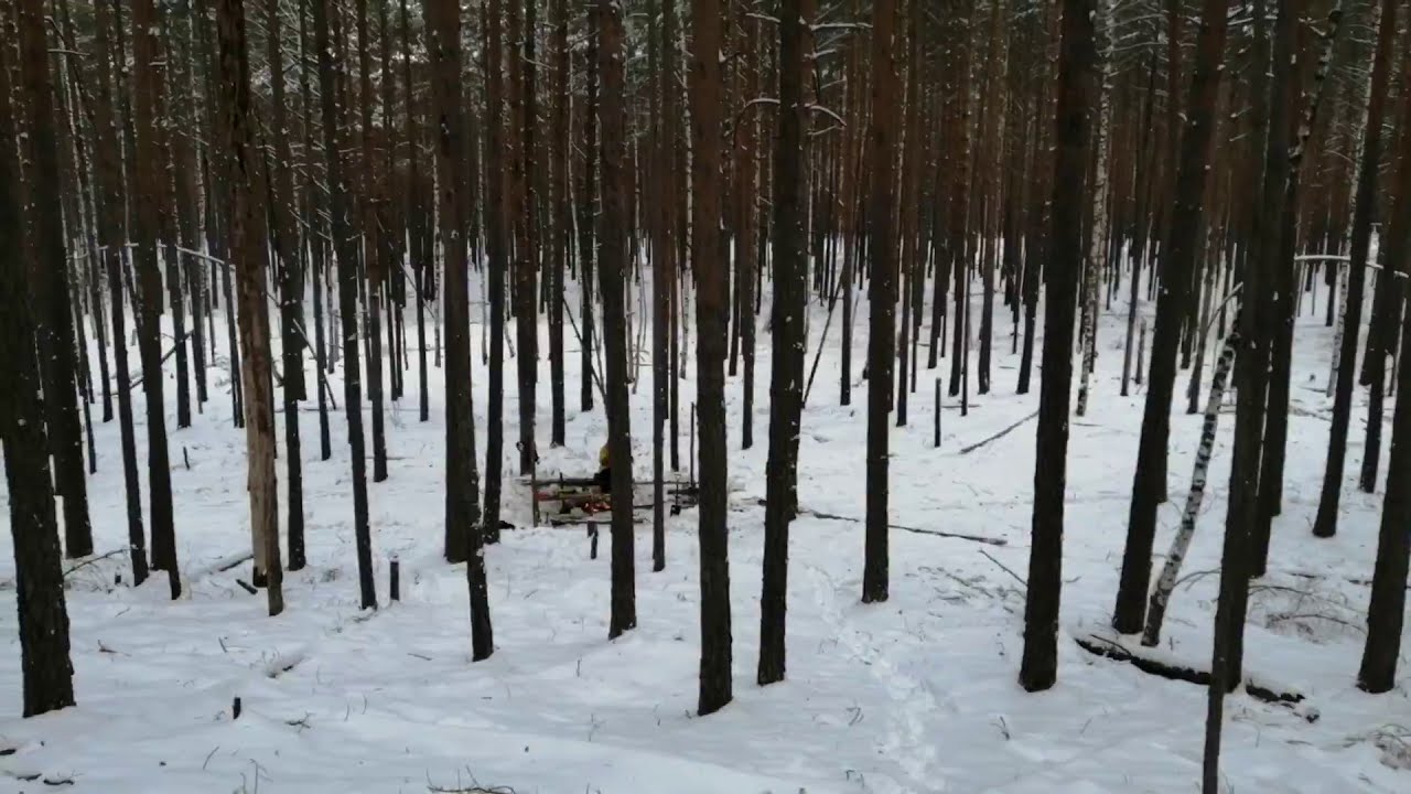 Невероятный свист ветра в лесу! Ничего подобного не слышал ранее!