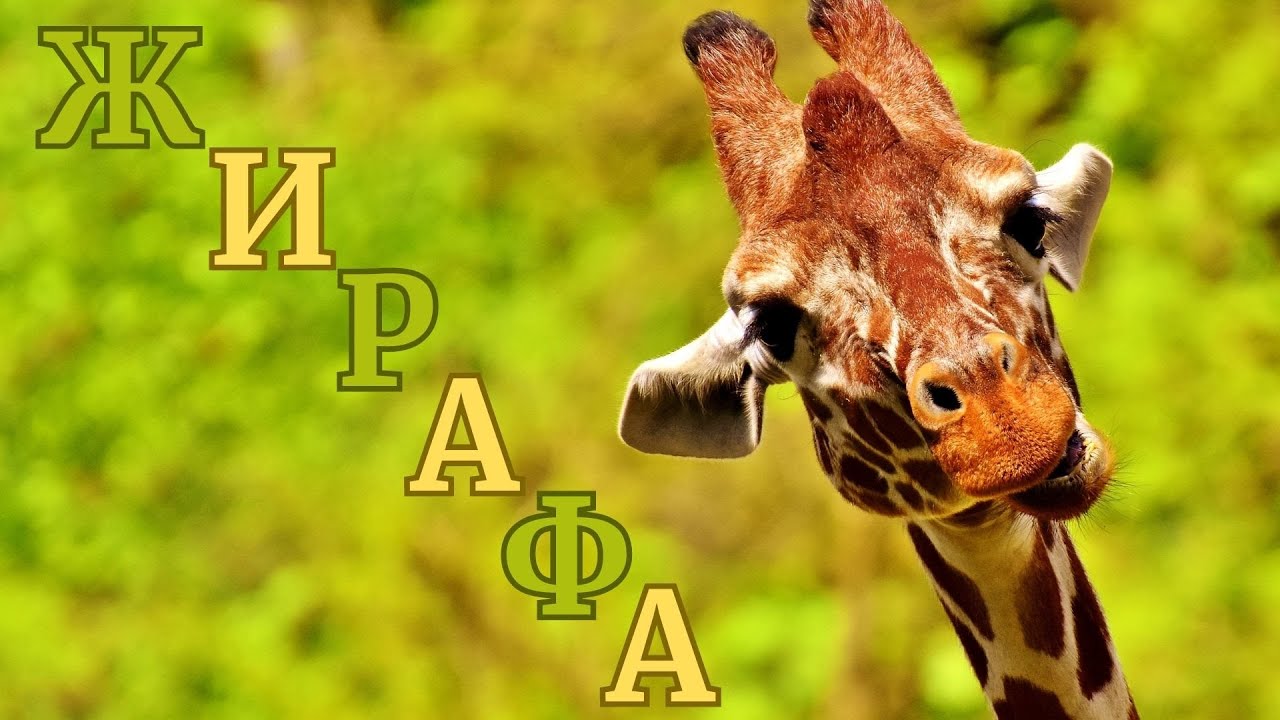 Жирафа відео про життя жираф