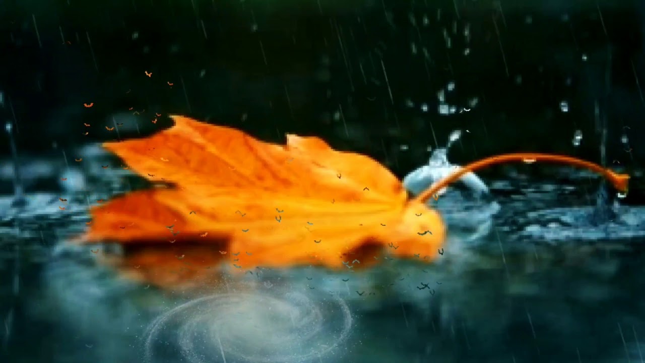 АСМР капельки дождя падают с крыши|ASMR Raindrops Fall From The Roof