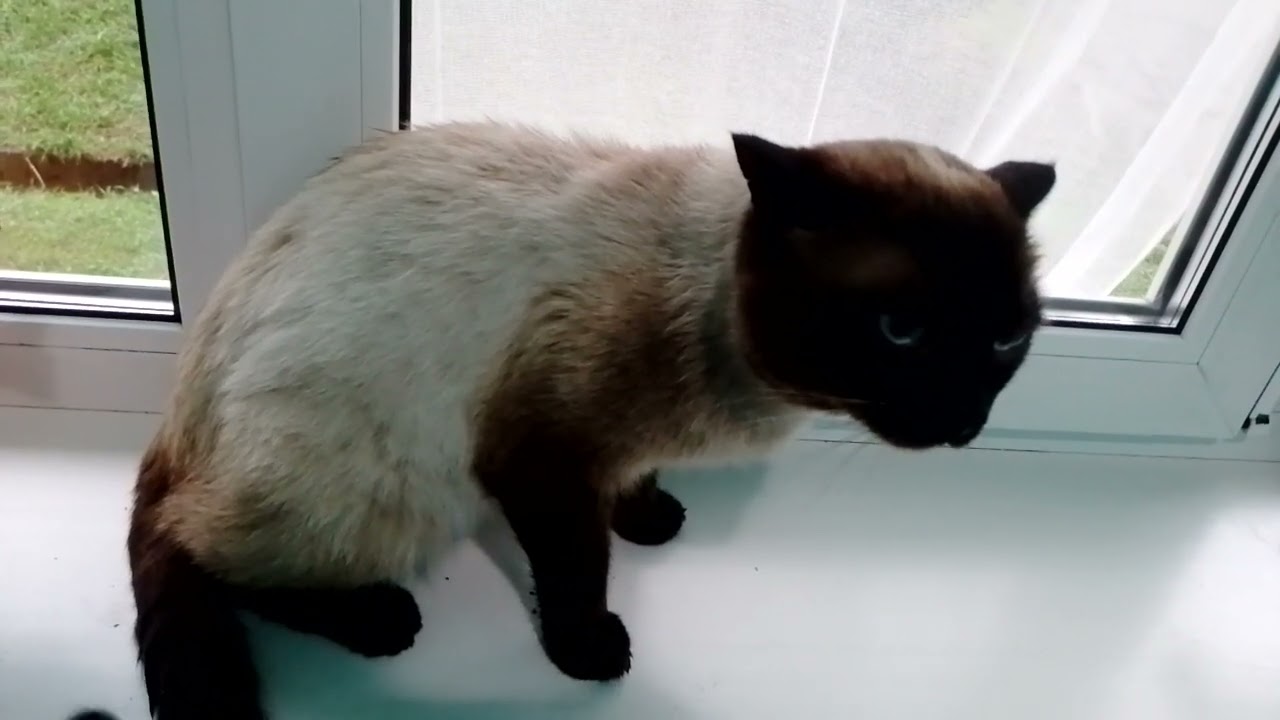 Сиамский кот -Медвежонок шипит как змея!