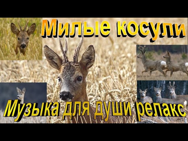 Косули.Самые милые косули.#Косули#Relaxing #Релаксация #Музыкадлядуши#Живаяприрода#Capreolus#Relax