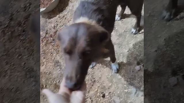 Уфа, Башкирия
Попали в отлов вот  такие собаки!😰Добрые и ласковые 
Пожалуйста, сделайте репост🙏