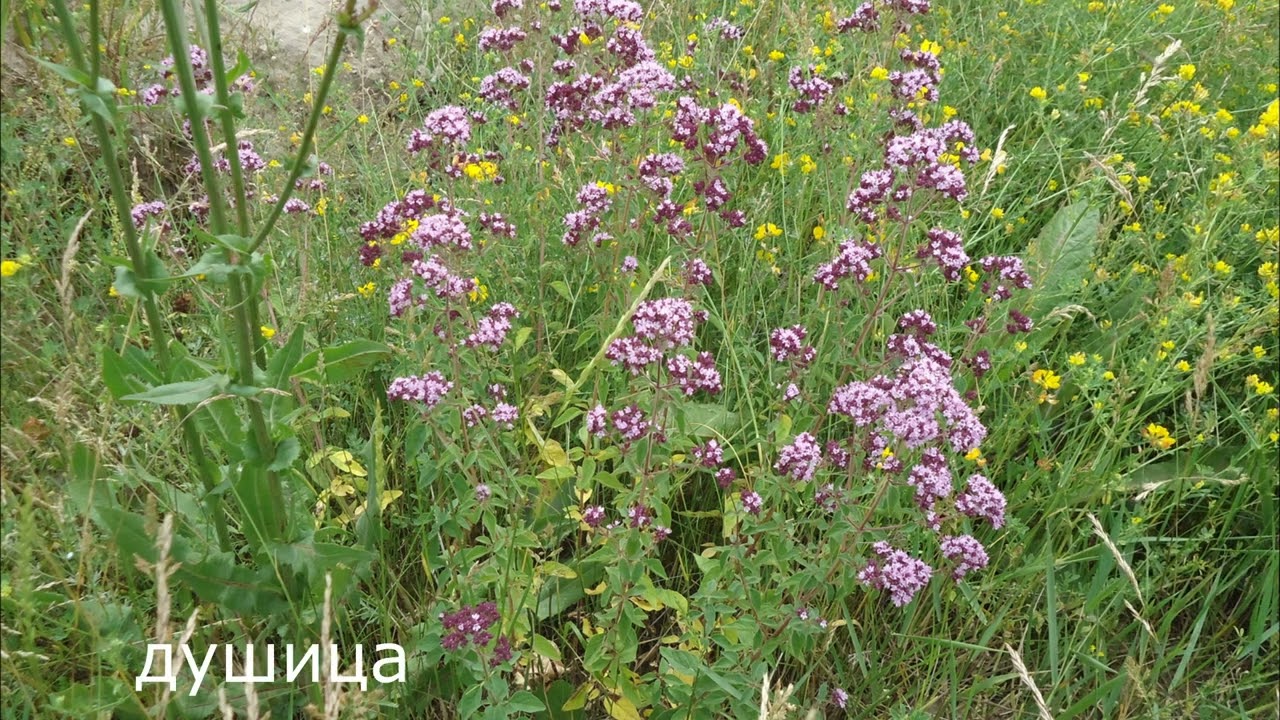 растения луга 24