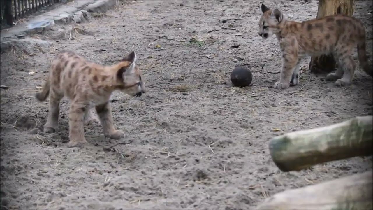 Котята пумы Эри играют 23.09.2026