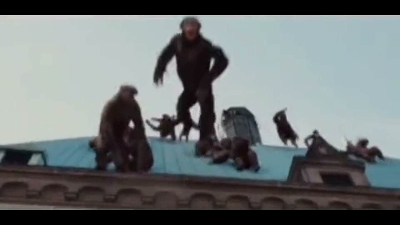 обезьяны бегут