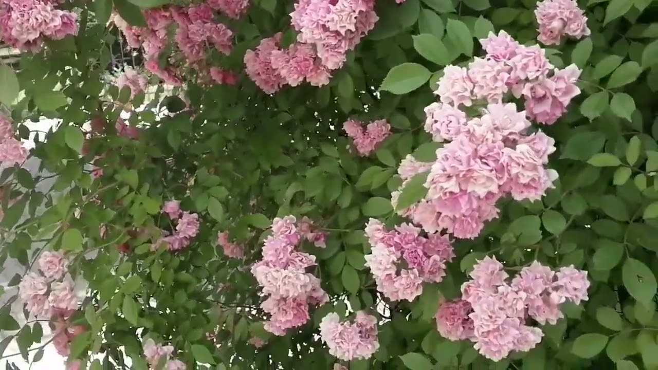 Цветы! Небо! Красота!