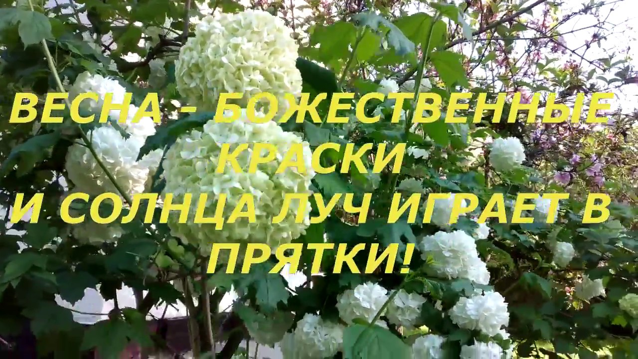 ВЕСНА БОЖЕСТВЕННЫЕ КРАСКИ И СОЛНЦА ЛУЧ ИГРАЕТ В ПРЯТКИ!